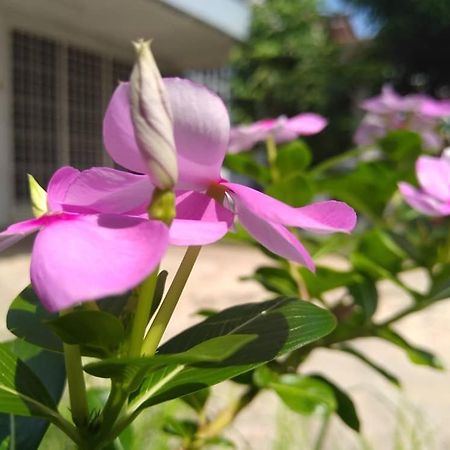 Kayangan Homestay Perlis For Mslim Only Kangar Dış mekan fotoğraf