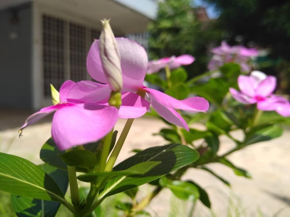Kayangan Homestay Perlis For Mslim Only Kangar Dış mekan fotoğraf